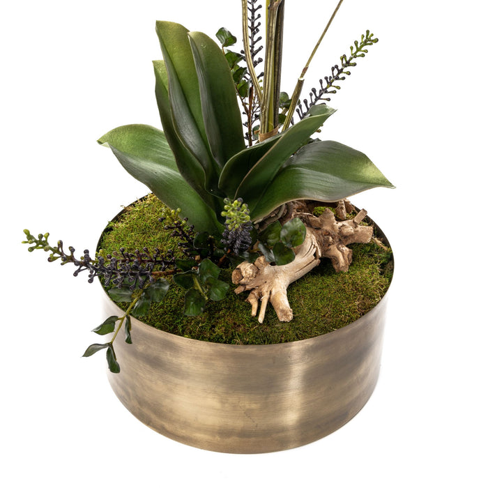 12" Taryn Brass Planter with Orchid and Driftwood Arrangement   AR1565