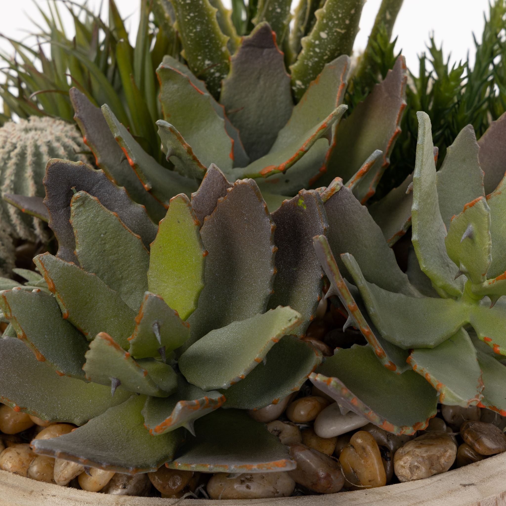 17" Sedona Bowl with Succulents and Cactus Arrangement   AR1568