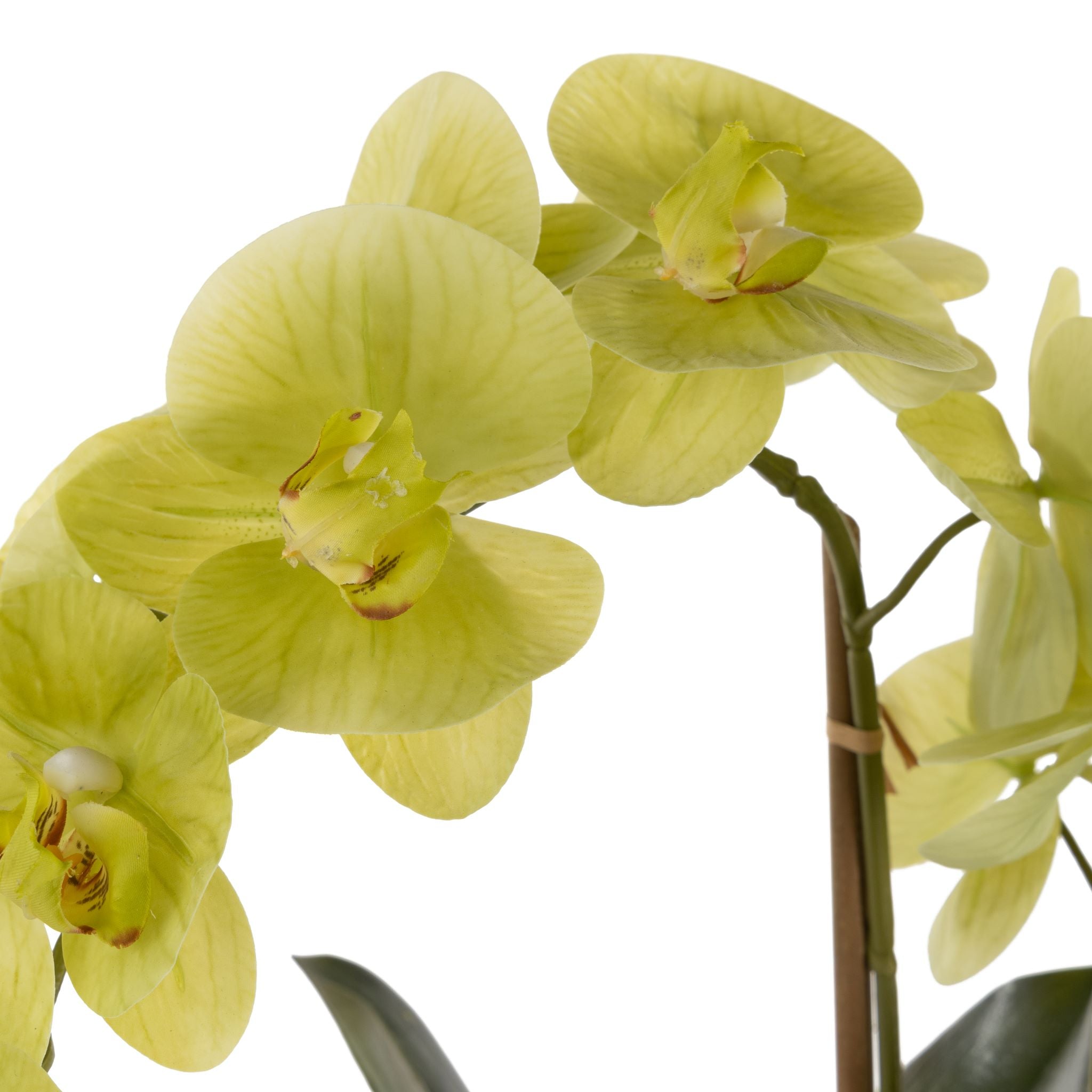 12" White Wally Bowl with Green Orchid Arrangement AR1587