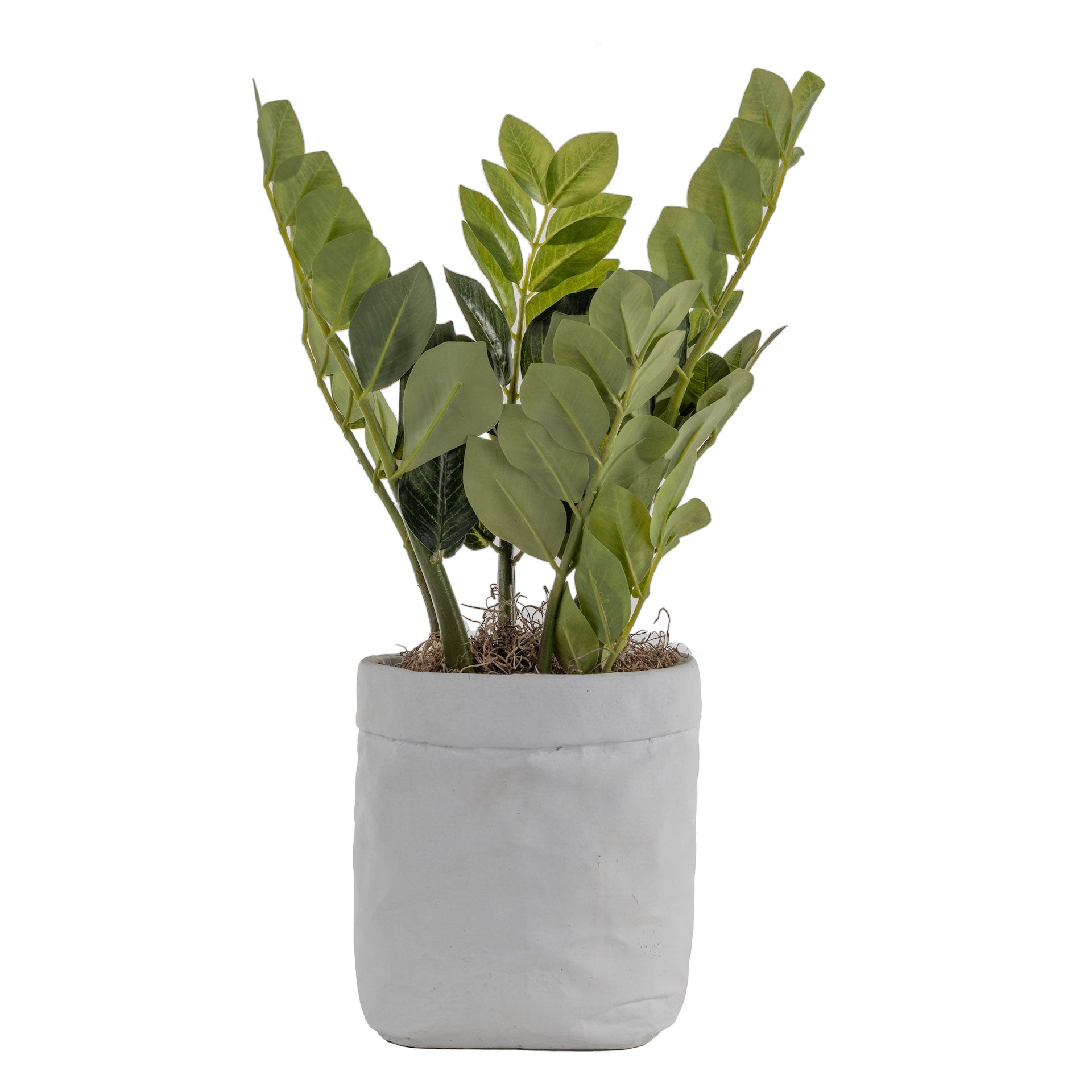 18" Potted ZZ Plant in 8" Herb Pot with Grey Moss   AR1595