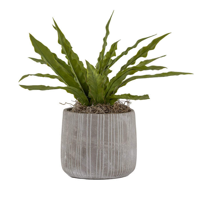 6" Sonora Pot with Fern   AR1618