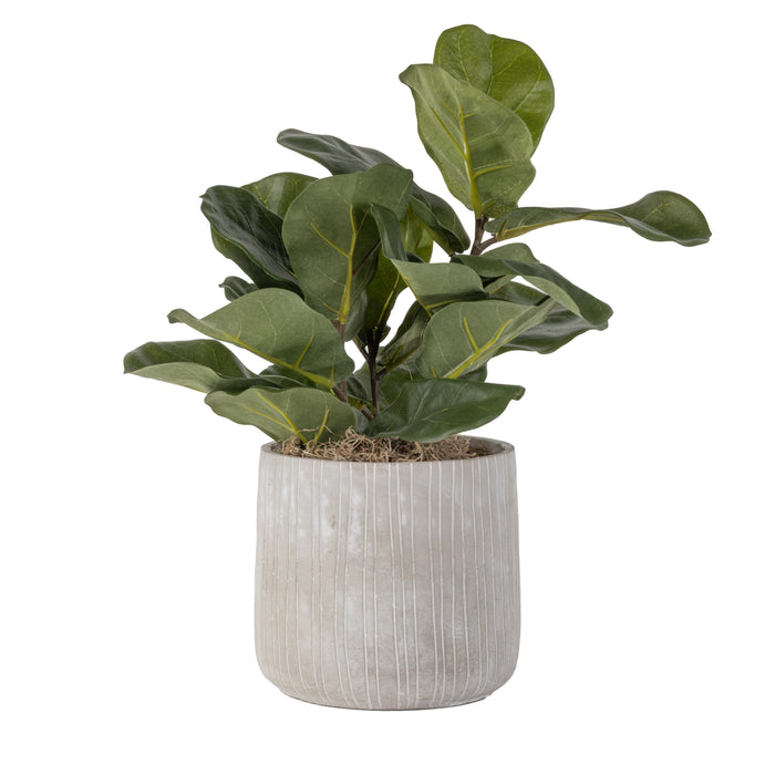7.5" Sonora Pot with Fiddle Leaf Fig   AR1619