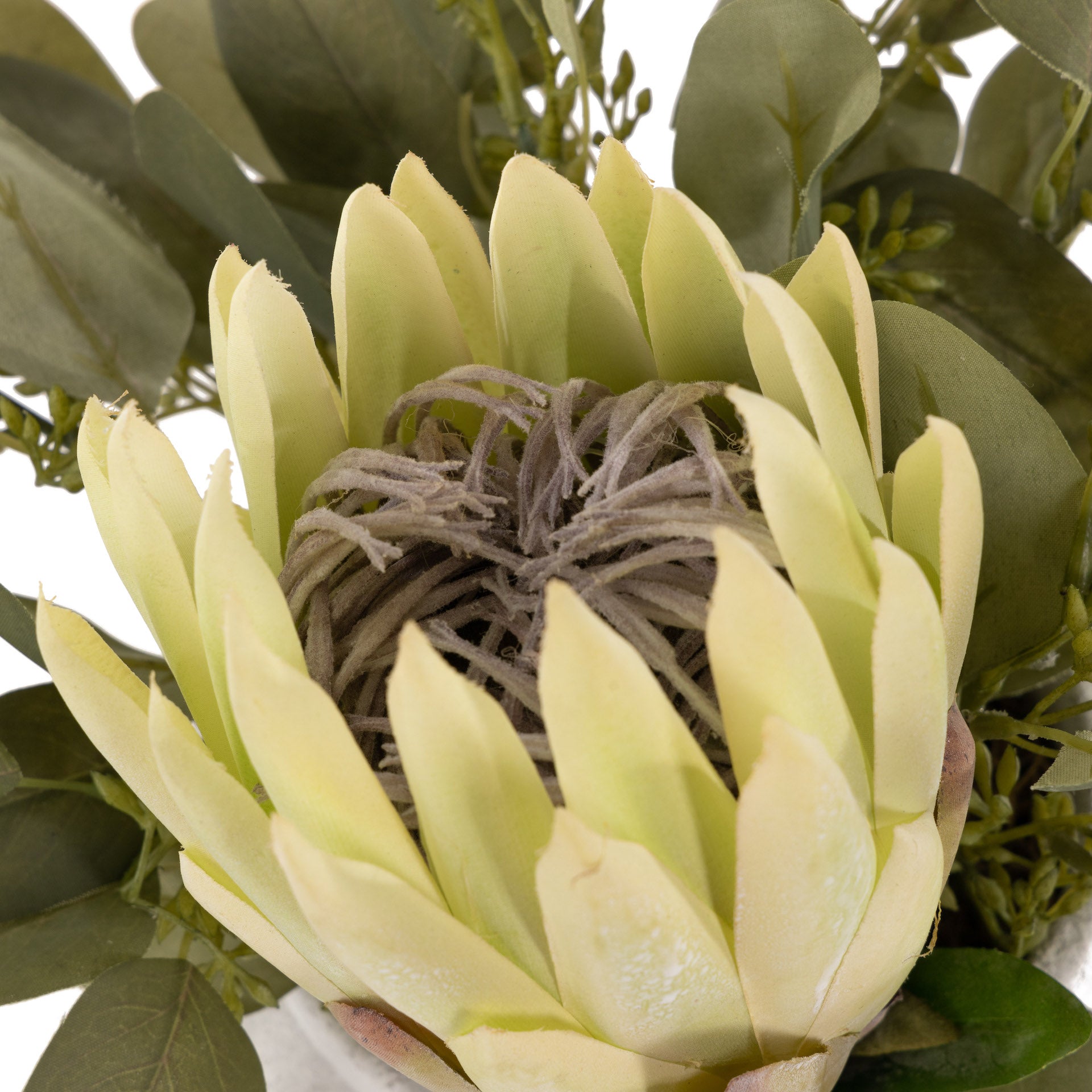 6.5" Tyberious Pot with King Protea Arrangement   AR1623