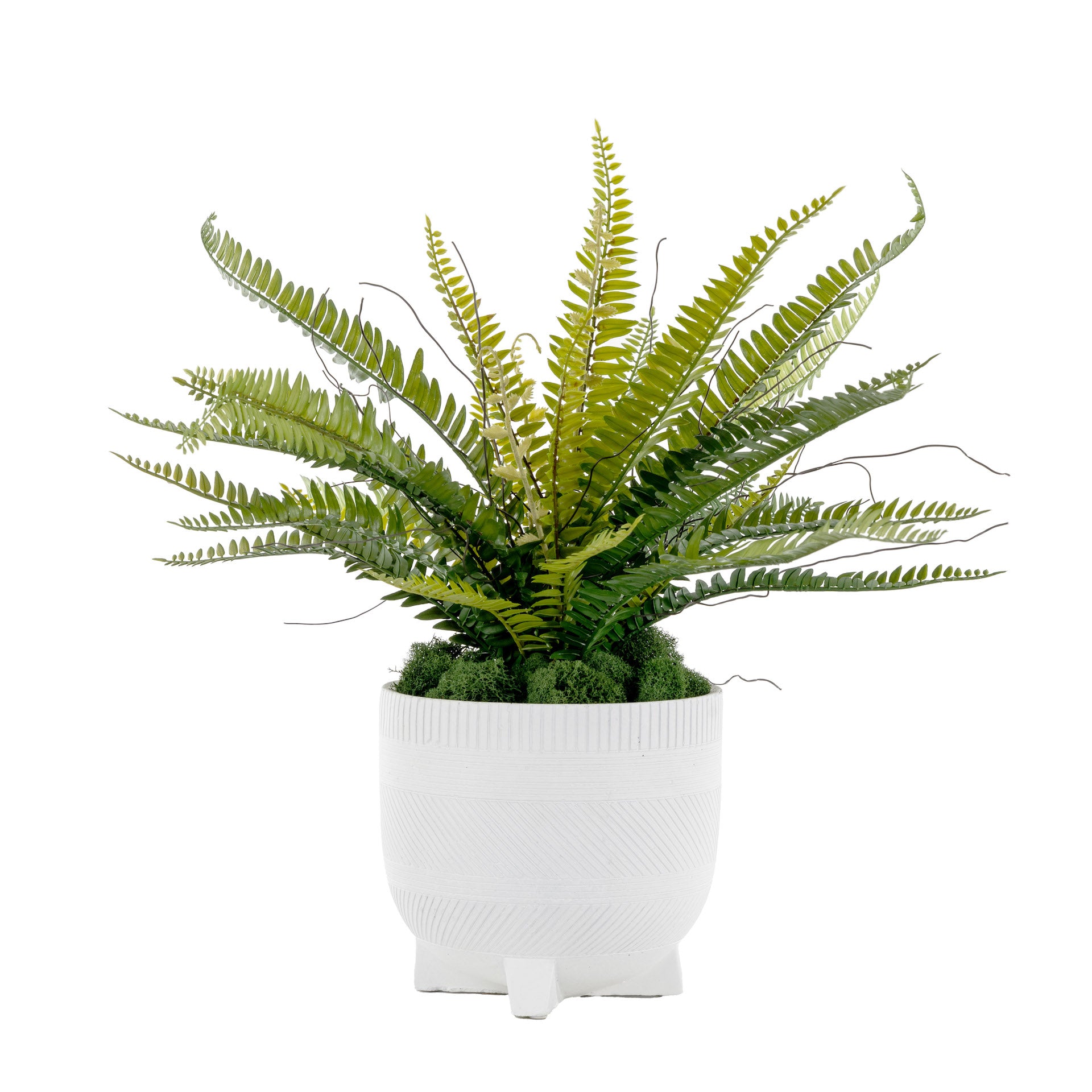 7" Winifred Pot with Fern Arrangement   AR1626