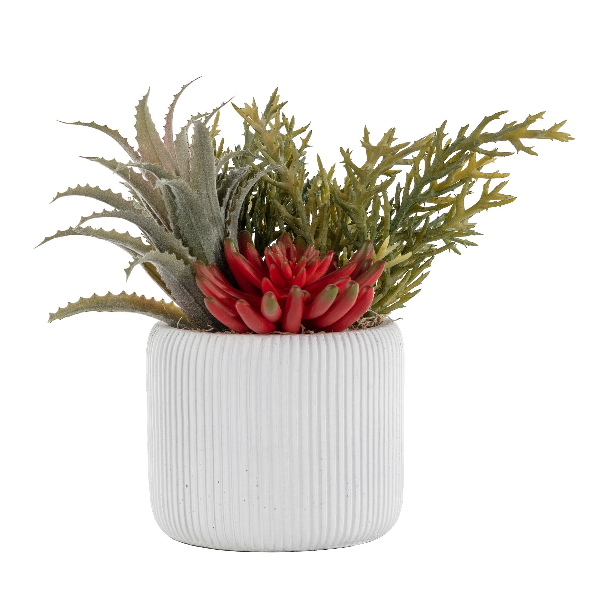 5" Lola Pot with Succulent Arrangement   AR1628