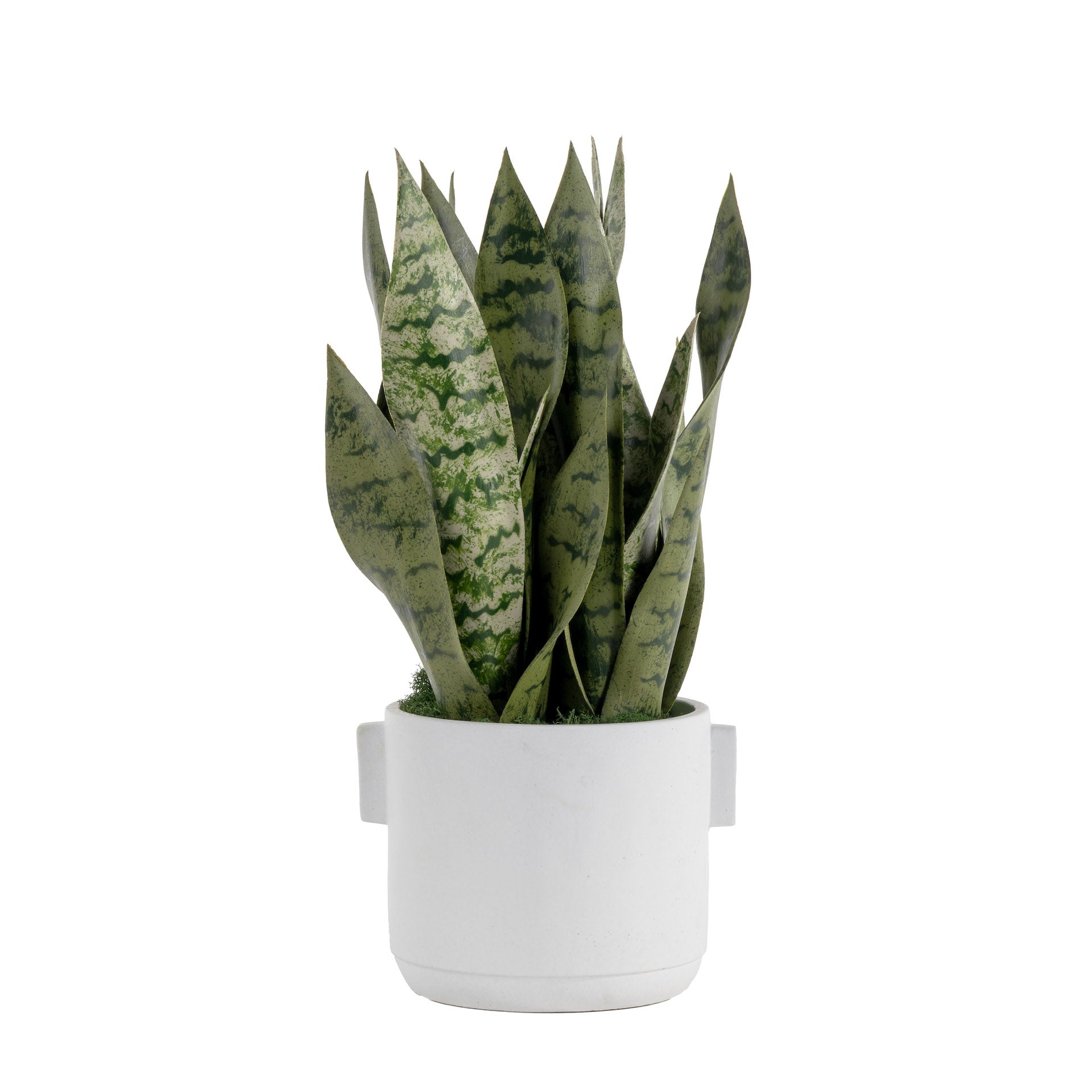 6" Watson Pot with Snake Plant Arrangement   AR1629