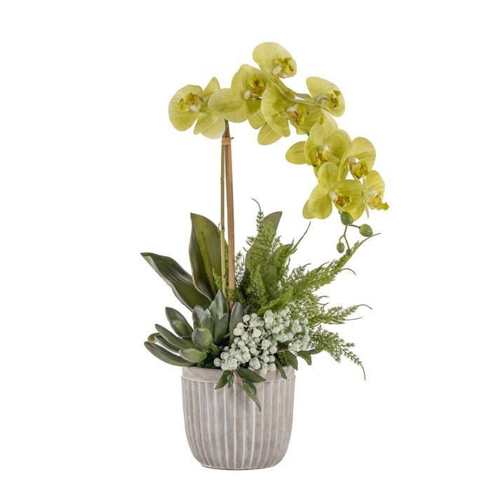6" Ollie Pot with Orchid Arrangement   AR1635