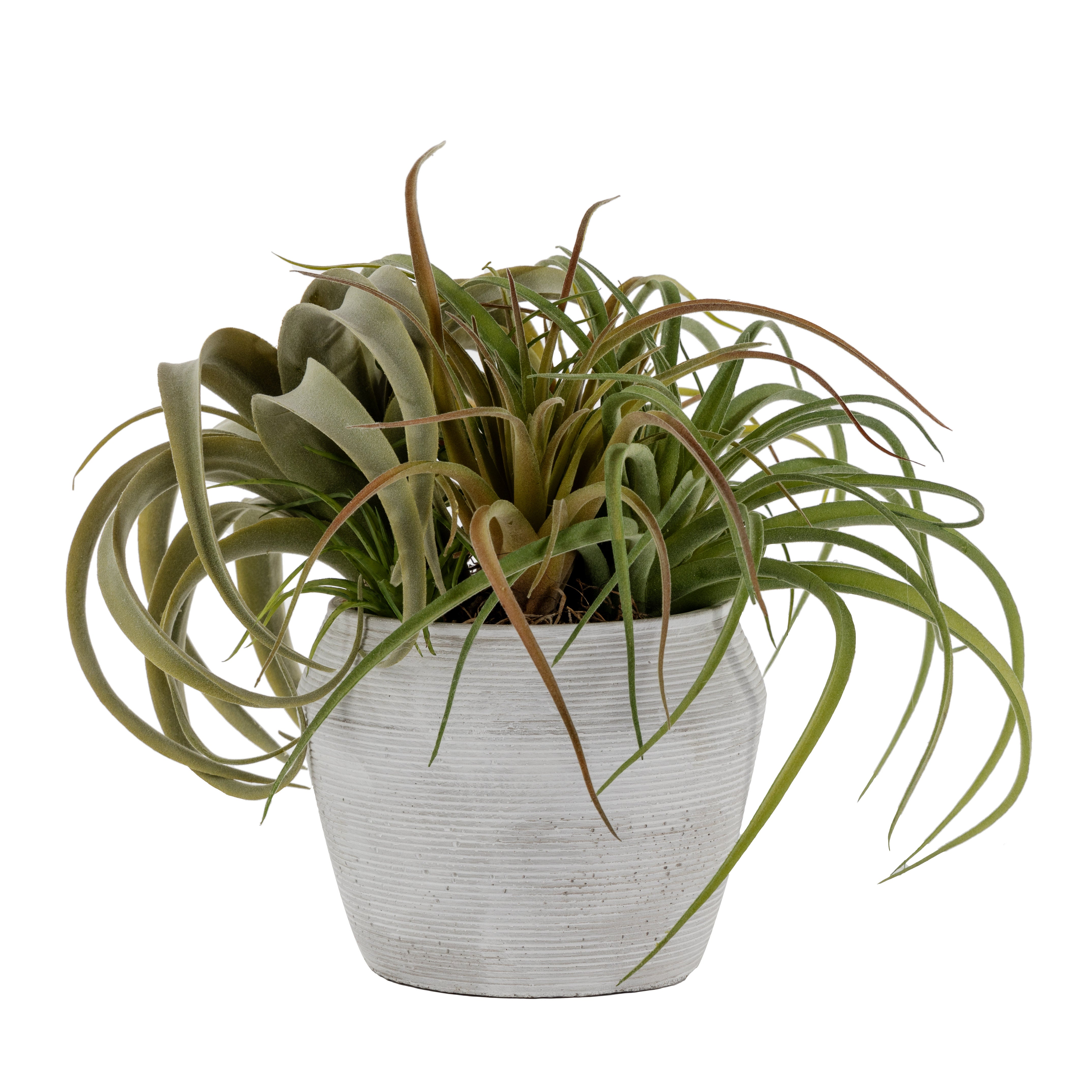 7" Grayson Pot with Airplant Arrangement   AR1636