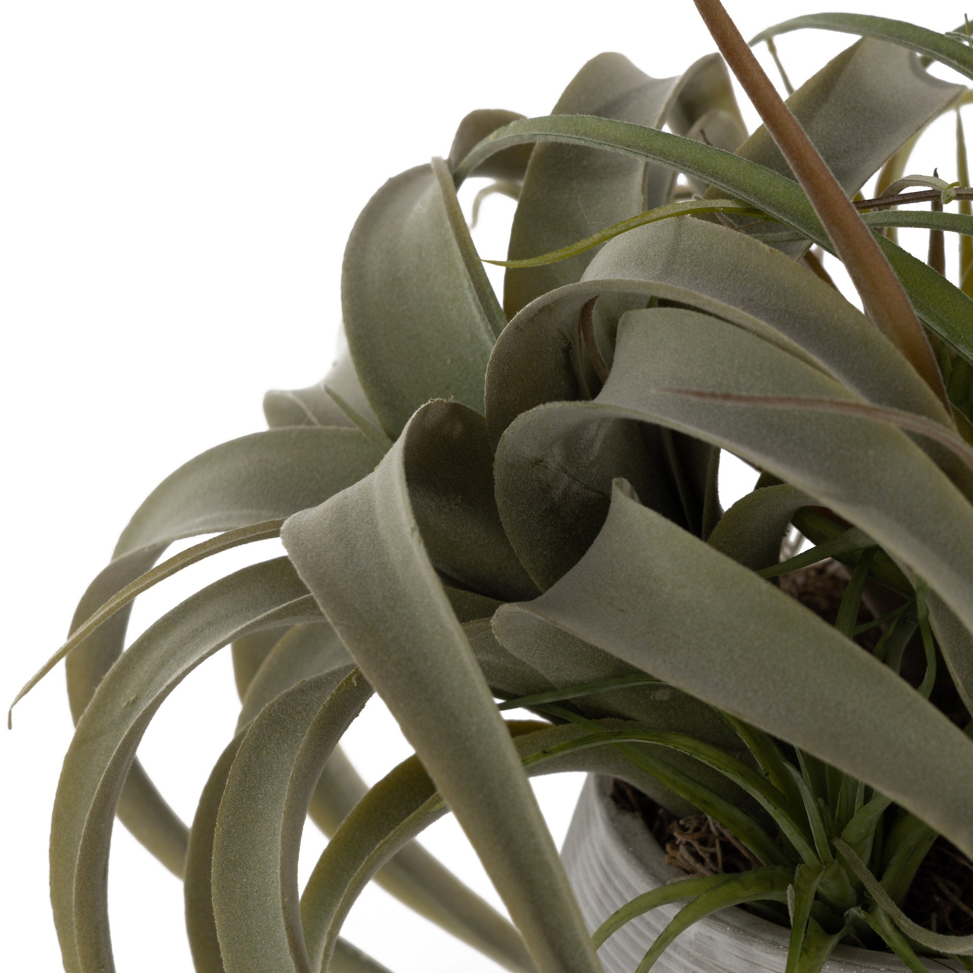 7" Grayson Pot with Airplant Arrangement   AR1636