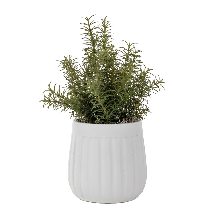 6.5" Caesar Pot with Rosemary Arrangement   AR1638