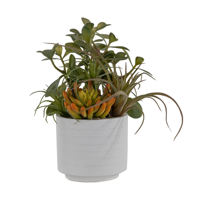 5" Flat White Pot with Succulent Arrangement   AR1641