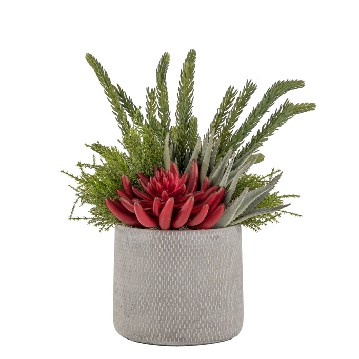 6" Weaver Pot with Succulent Arrangement   AR1642