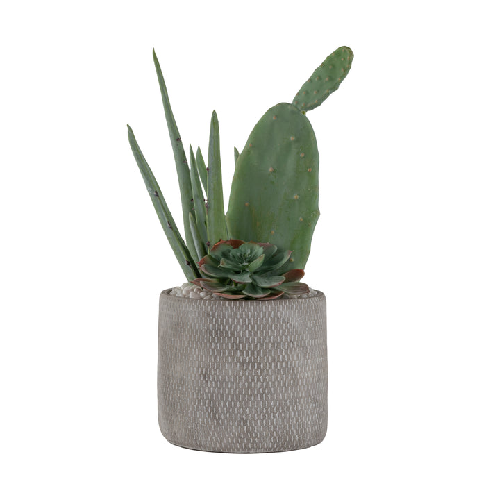 7.5" Weaver Pot with Aloe Arrangement   AR1643