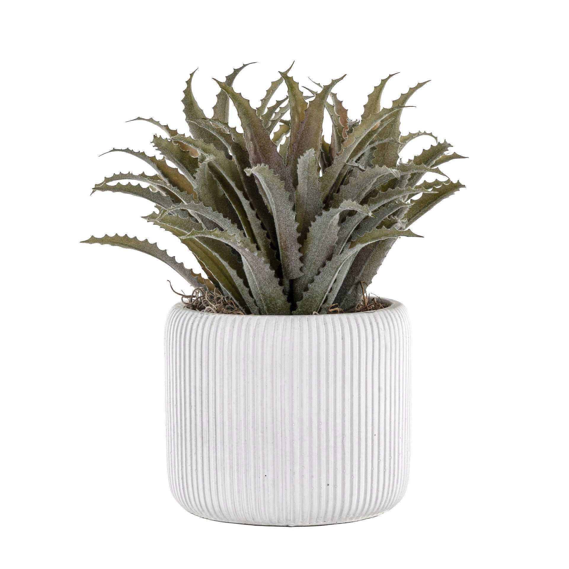 5" Lola Pot with Succulent Arrangement   AR1652