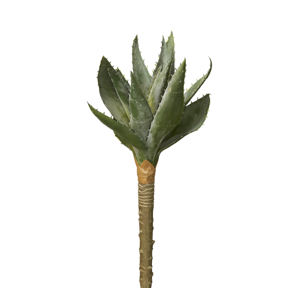 14" Aloe Stem   AV1003