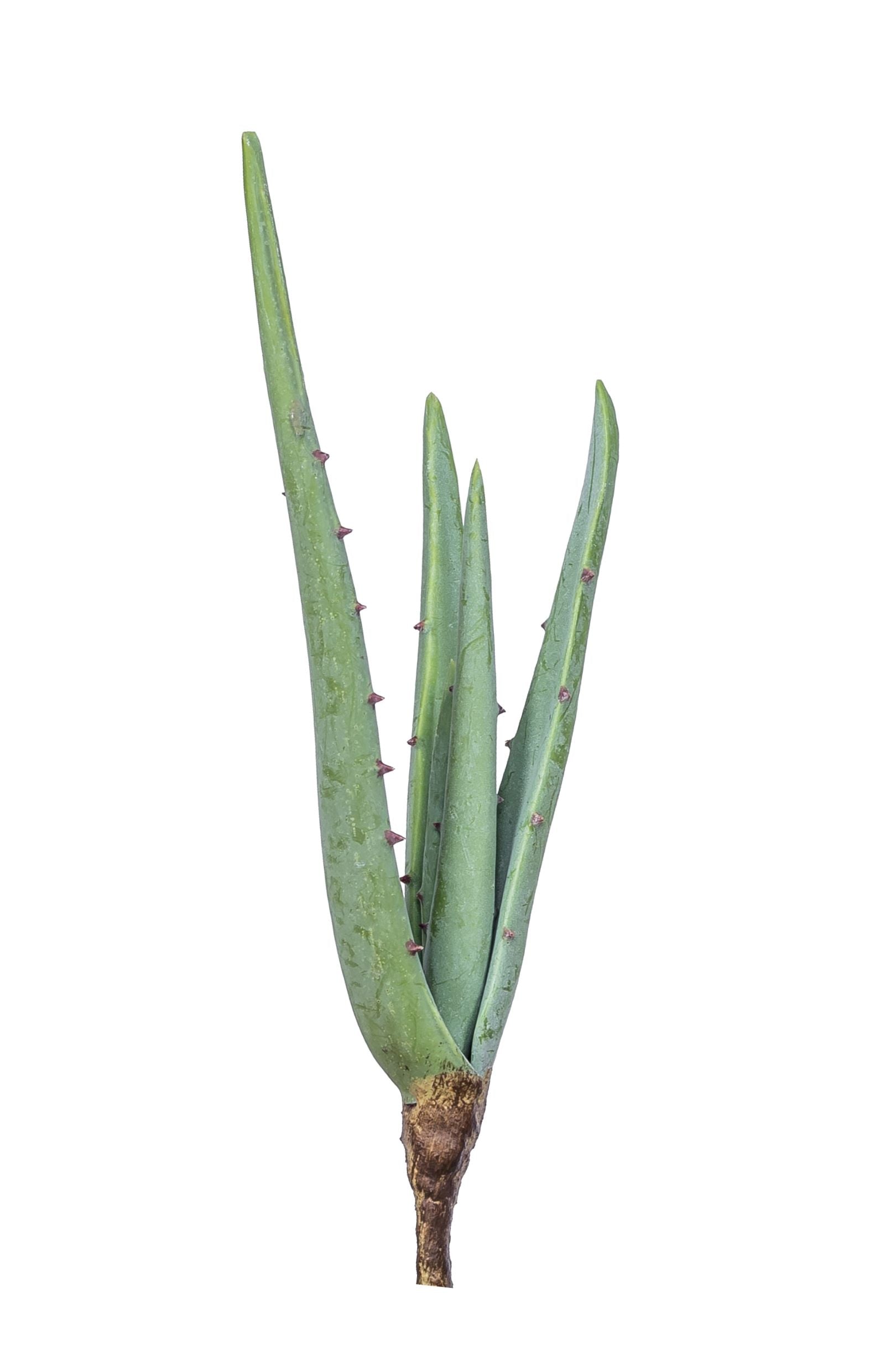 16" Aloe Stem  AV1015