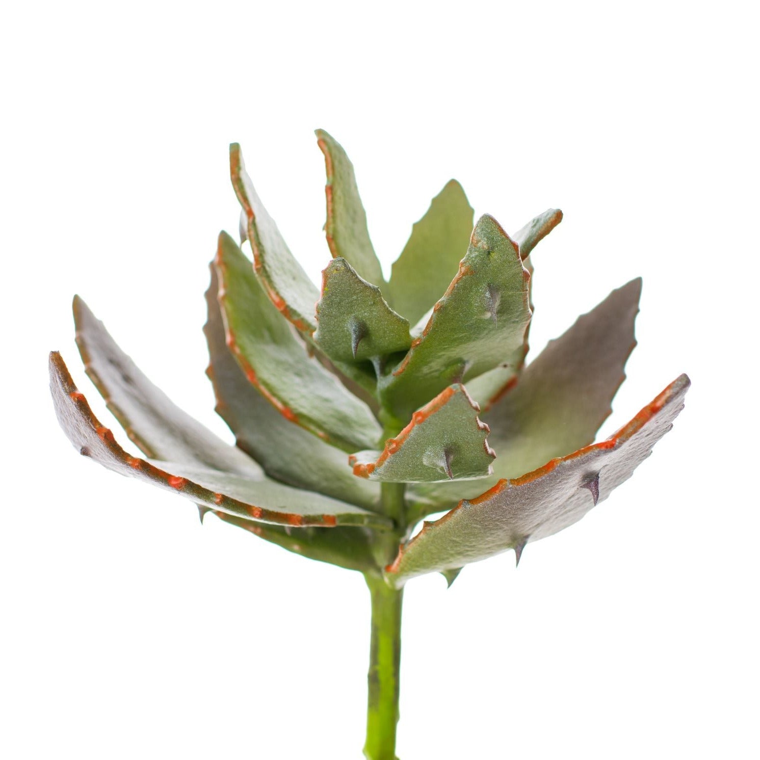 9" Aloe Vera Stem   AV1022