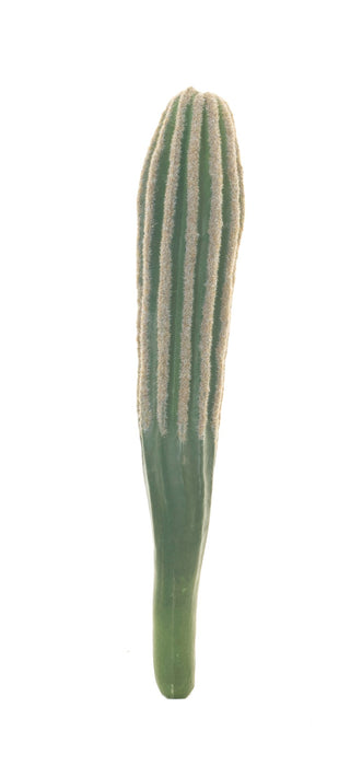 9" Cereus Cactus Stem   CC1019