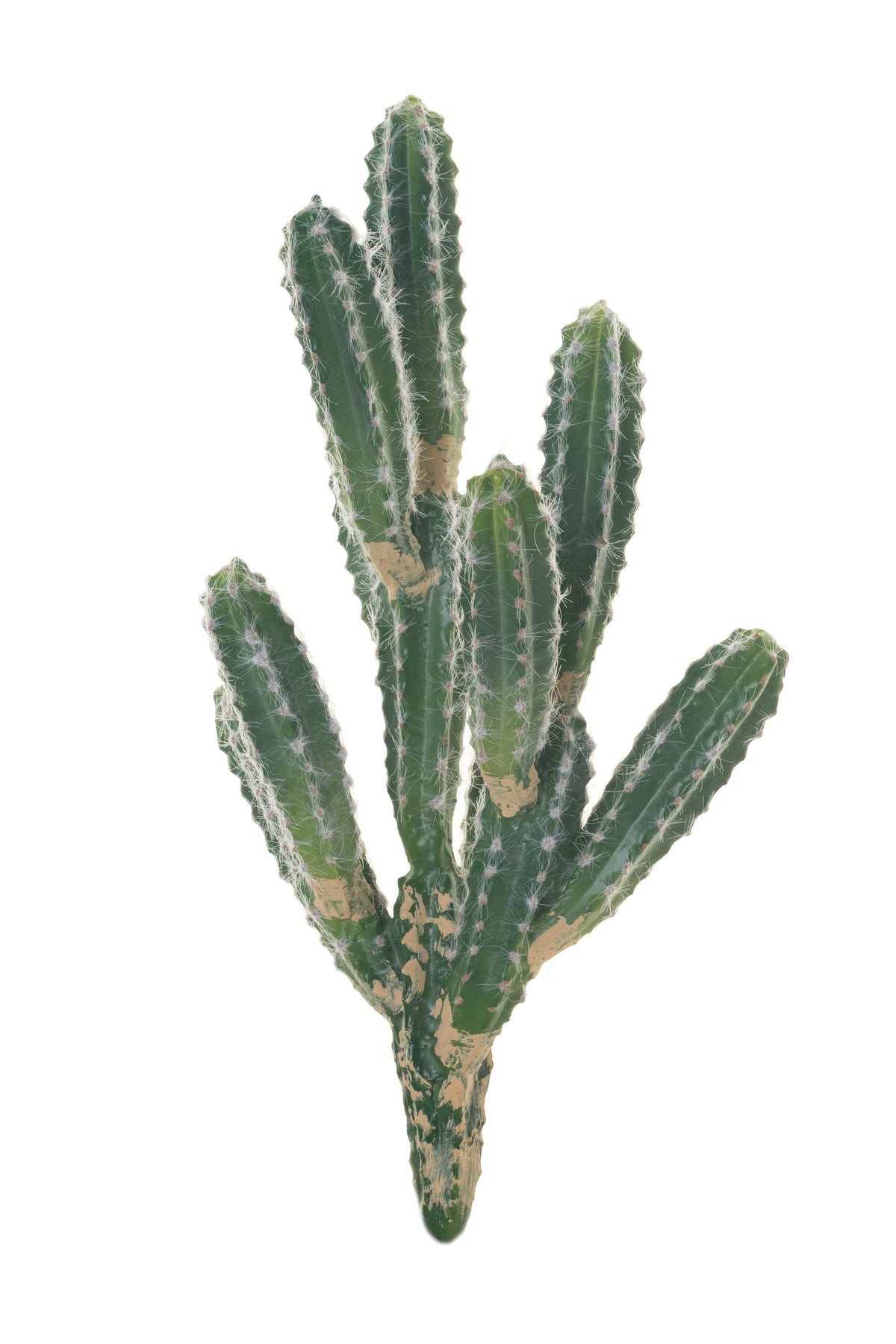 17" Cereus Cactus Stem   CC1024