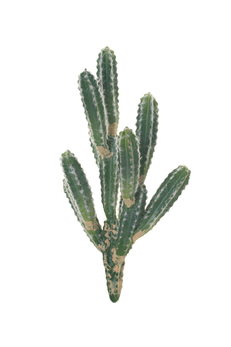17" Cereus Cactus Stem   CC1024