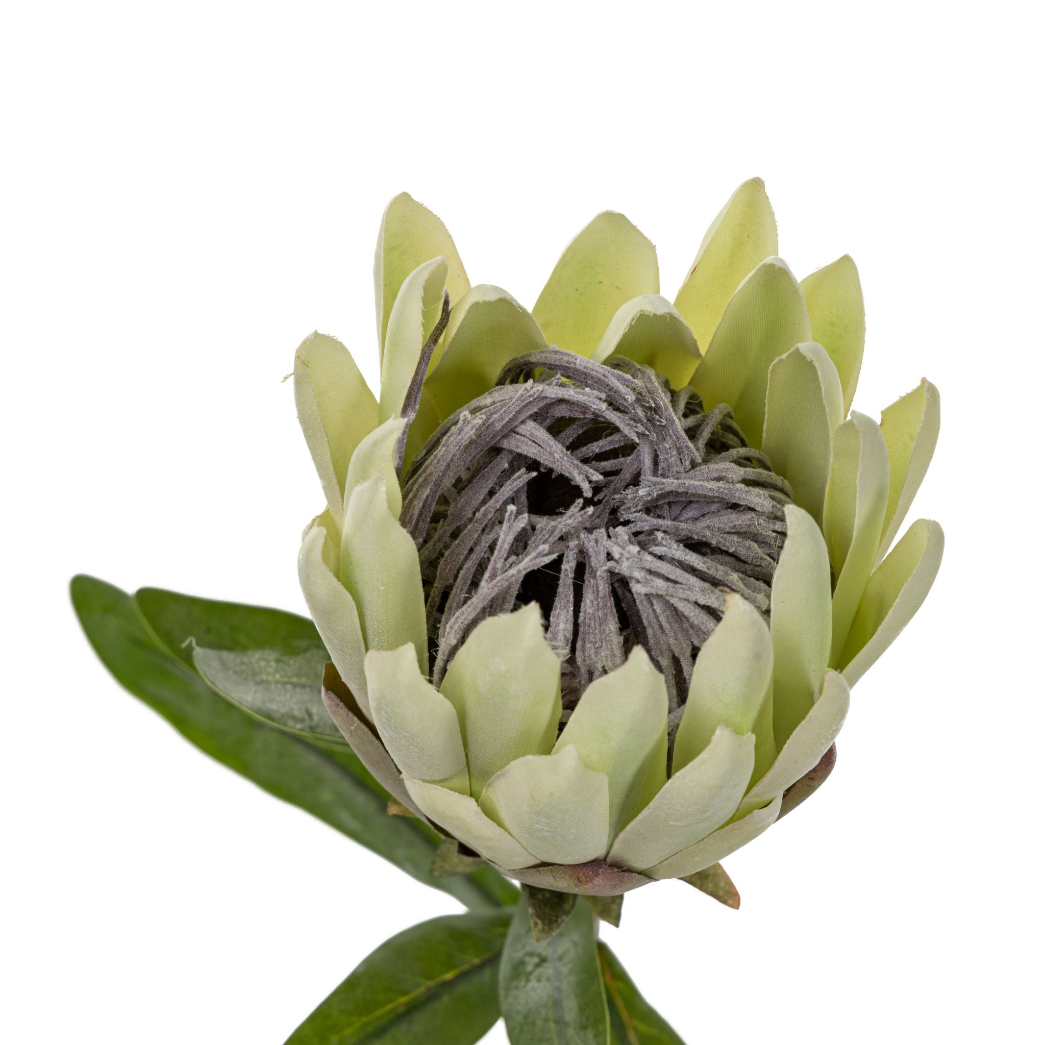 26" King Protea Green    FL1044