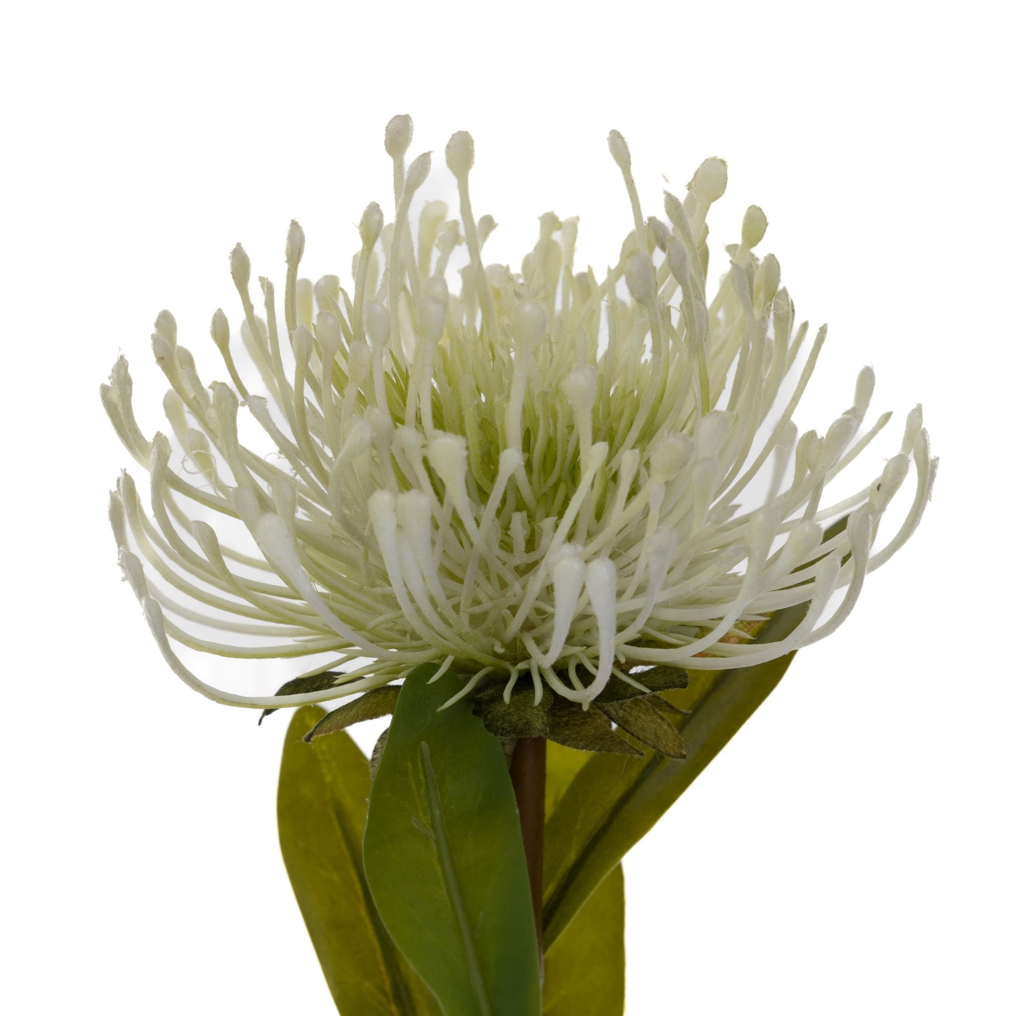 28" White Protea Stem   FL1045