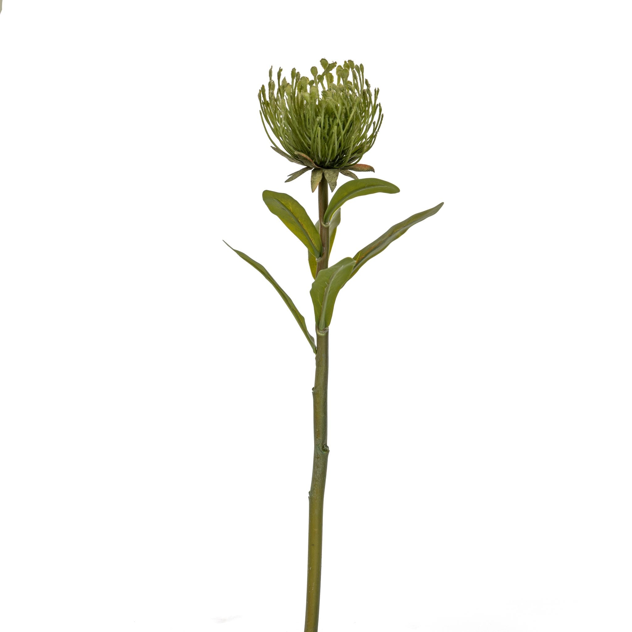 17" Green Protea Stem     FL1046