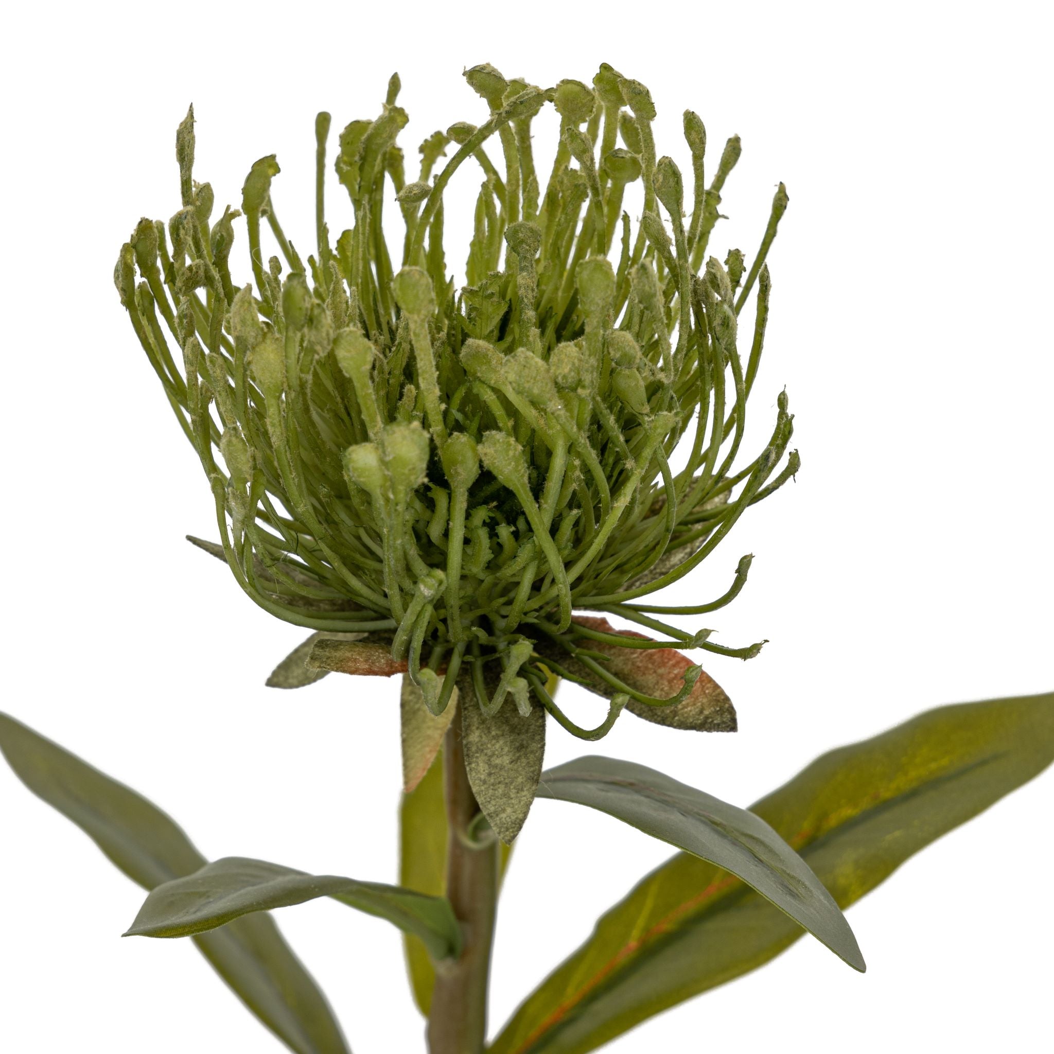 17" Green Protea Stem     FL1046