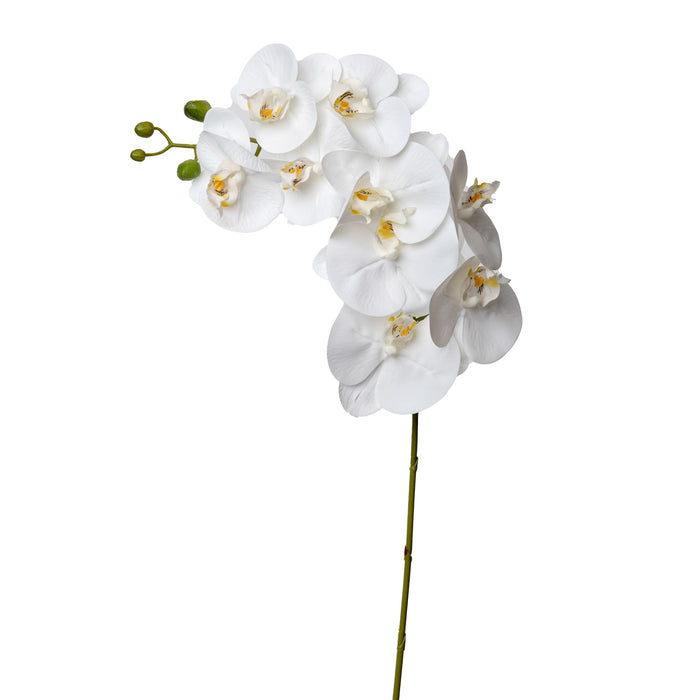 White Orchid     FL1049