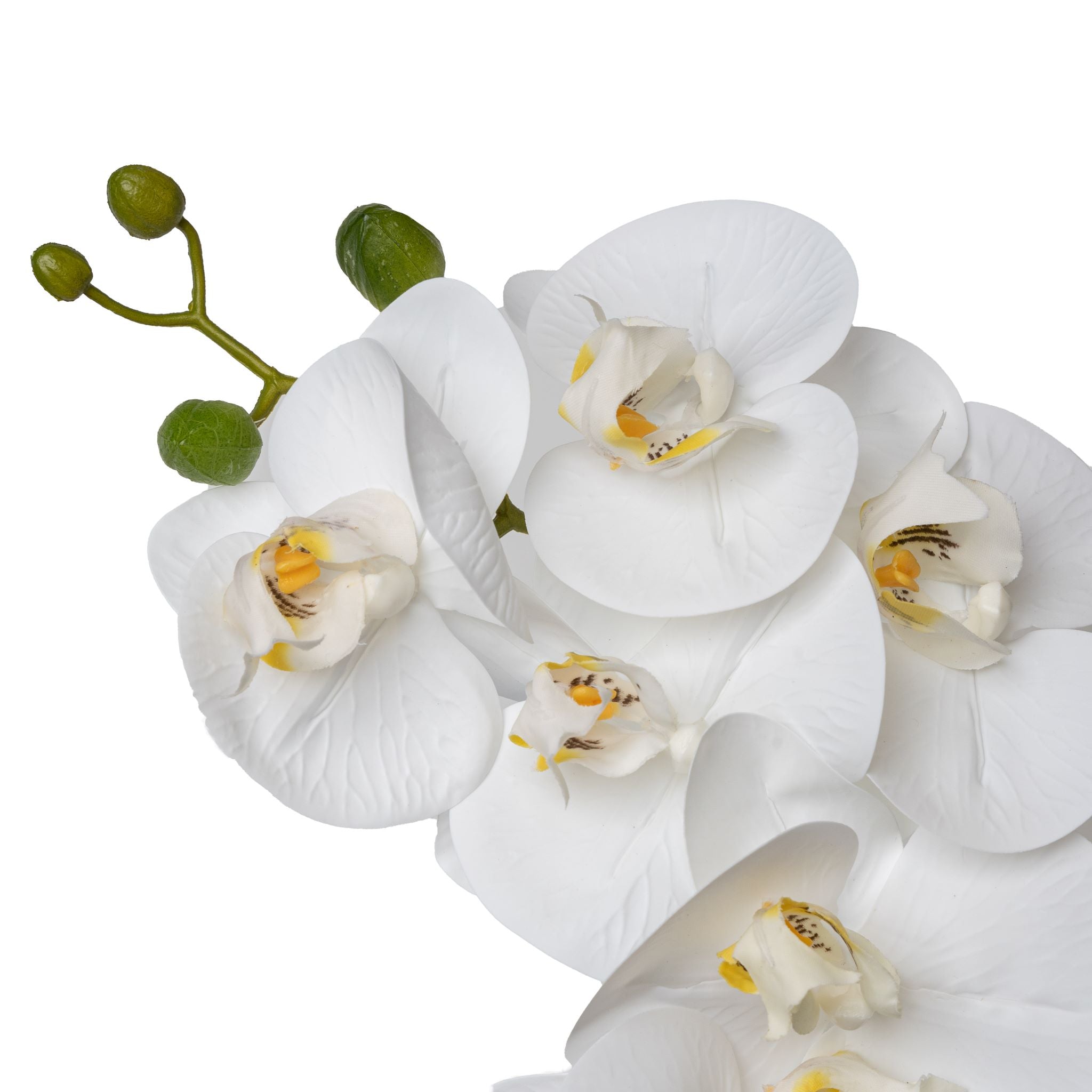 White Orchid     FL1049