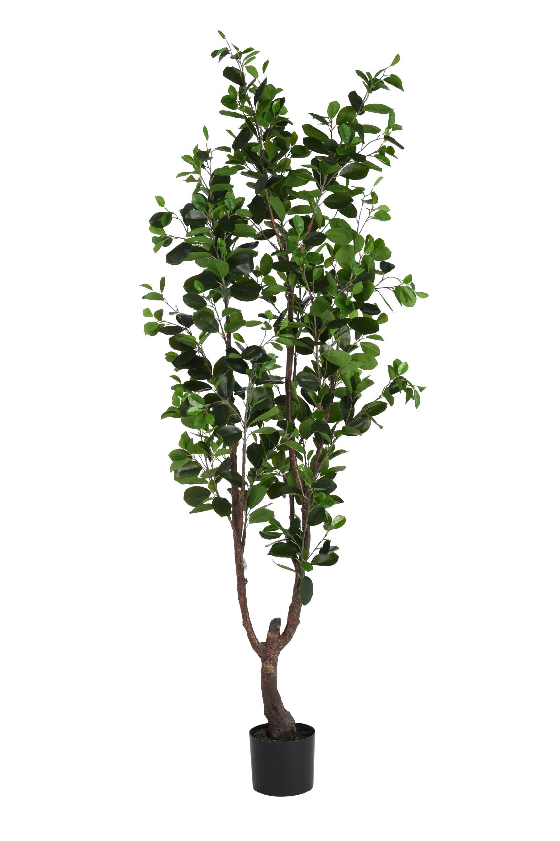 6' Ficus Tree    FP1077