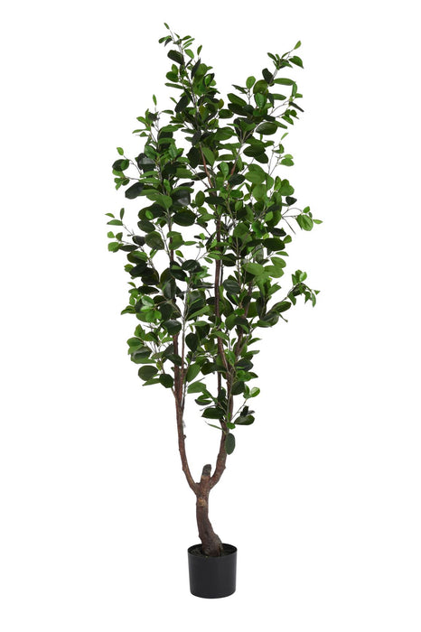 6' Ficus Tree    FP1077