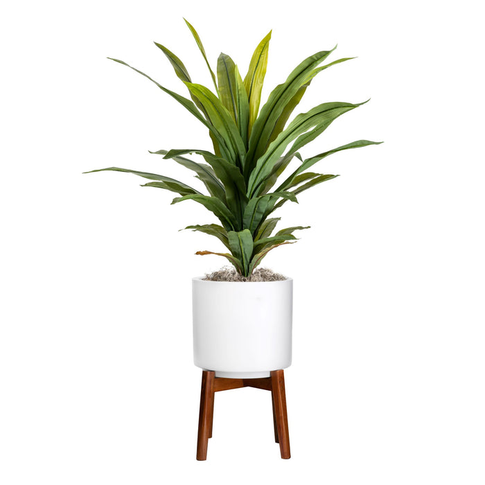 3' Dracaena Plant in Tall Small Chandler Planter   PC1013