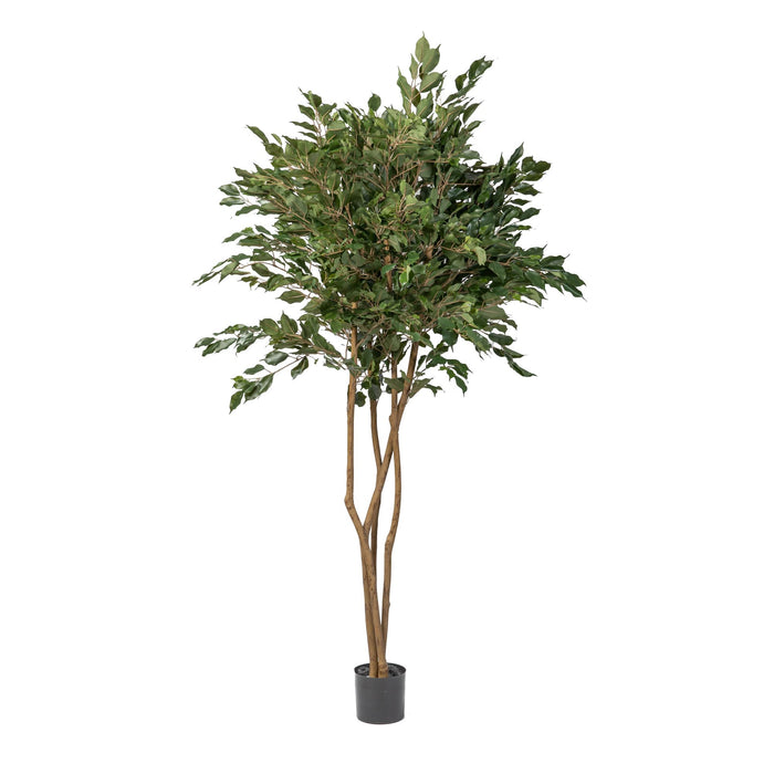 6.5' Ficus Tree    FP1045