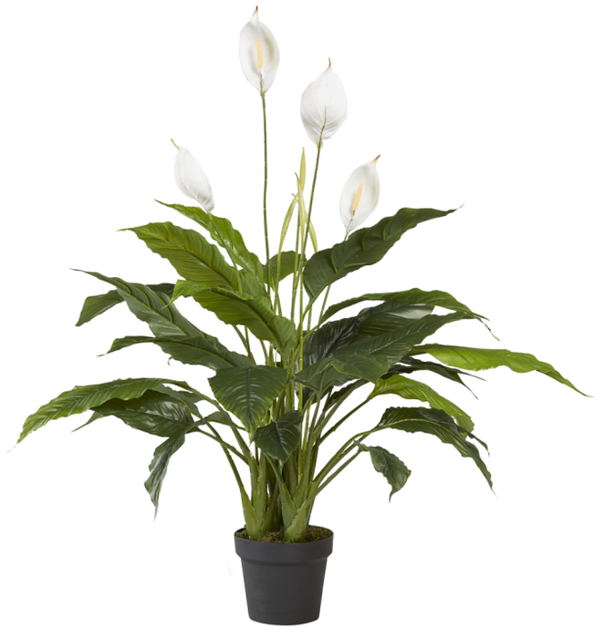 3.5' Spathiphyllum Peace Lily   FP1048