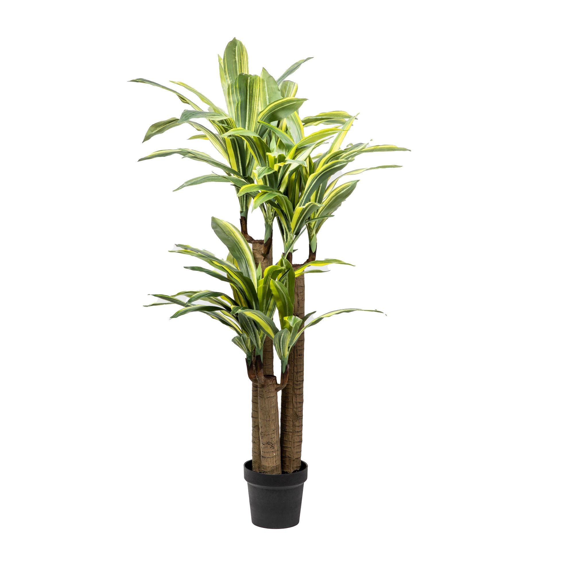4’ Dracaena Tree  FP1057