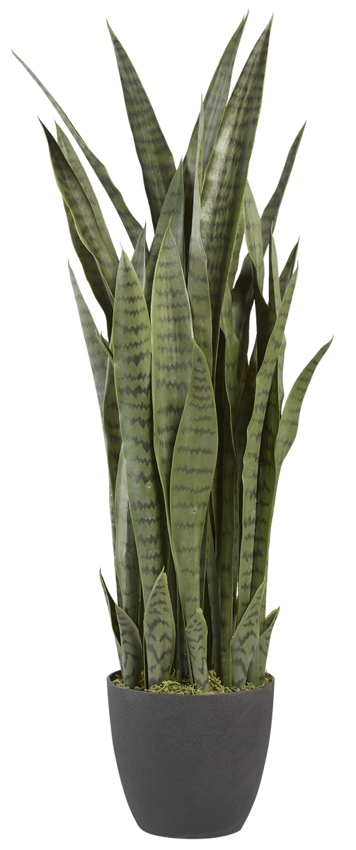 planter snake plant 3' Snake Plant FP1059