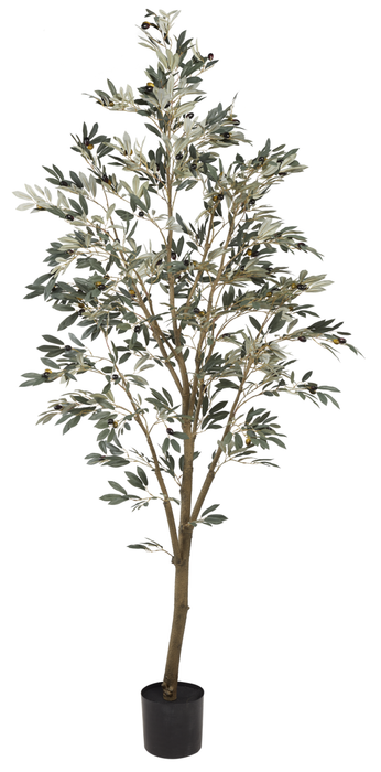 8' Olive Tree   FP1070