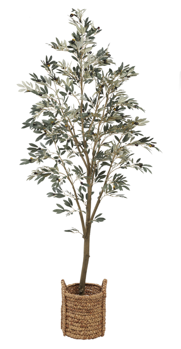 7' Olive Tree    FP1065
