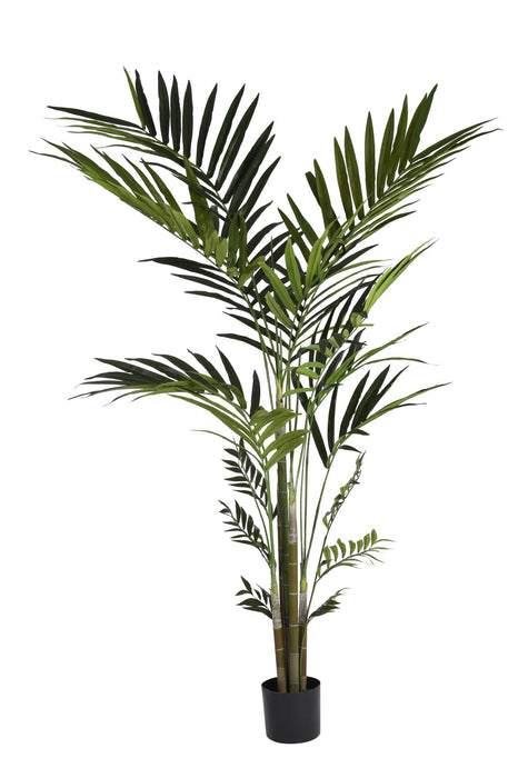 8' Kentia Palm Tree  FP1067