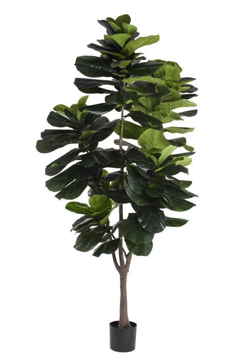 7.5' Fiddle Leaf Fig Tree     FP1074