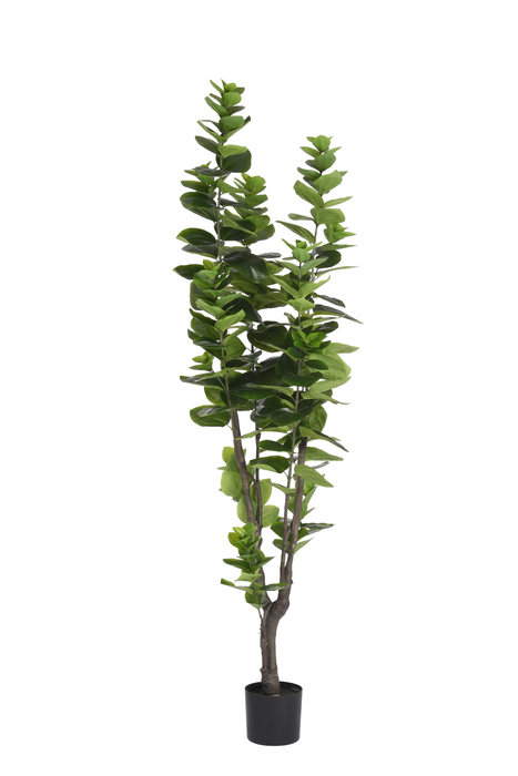 7' Stella Bush Tree    FP1076