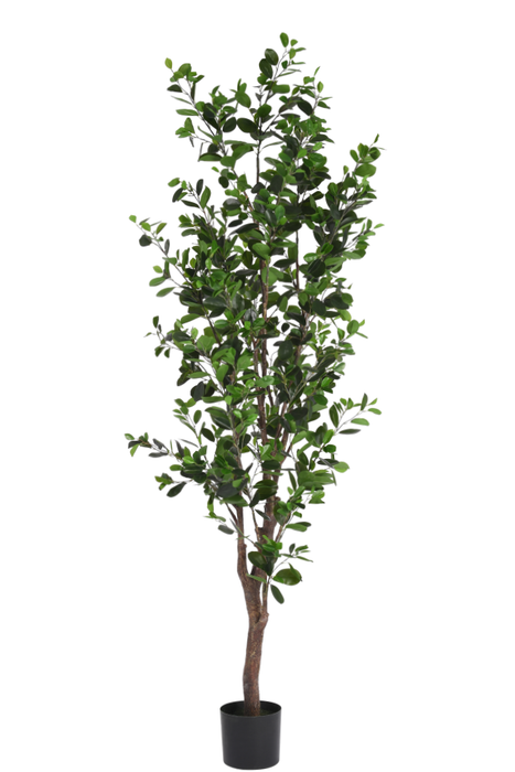 8' Ficus Tree  FP1082