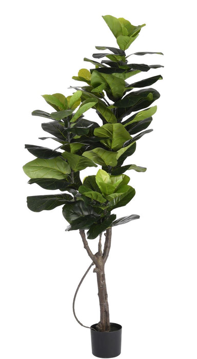 68” Fiddle Leaf Fig Tree     FP1085