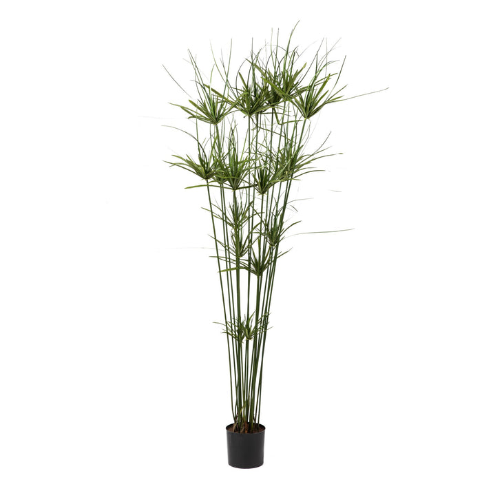 64" Papyrus Grass Tree    FP1095