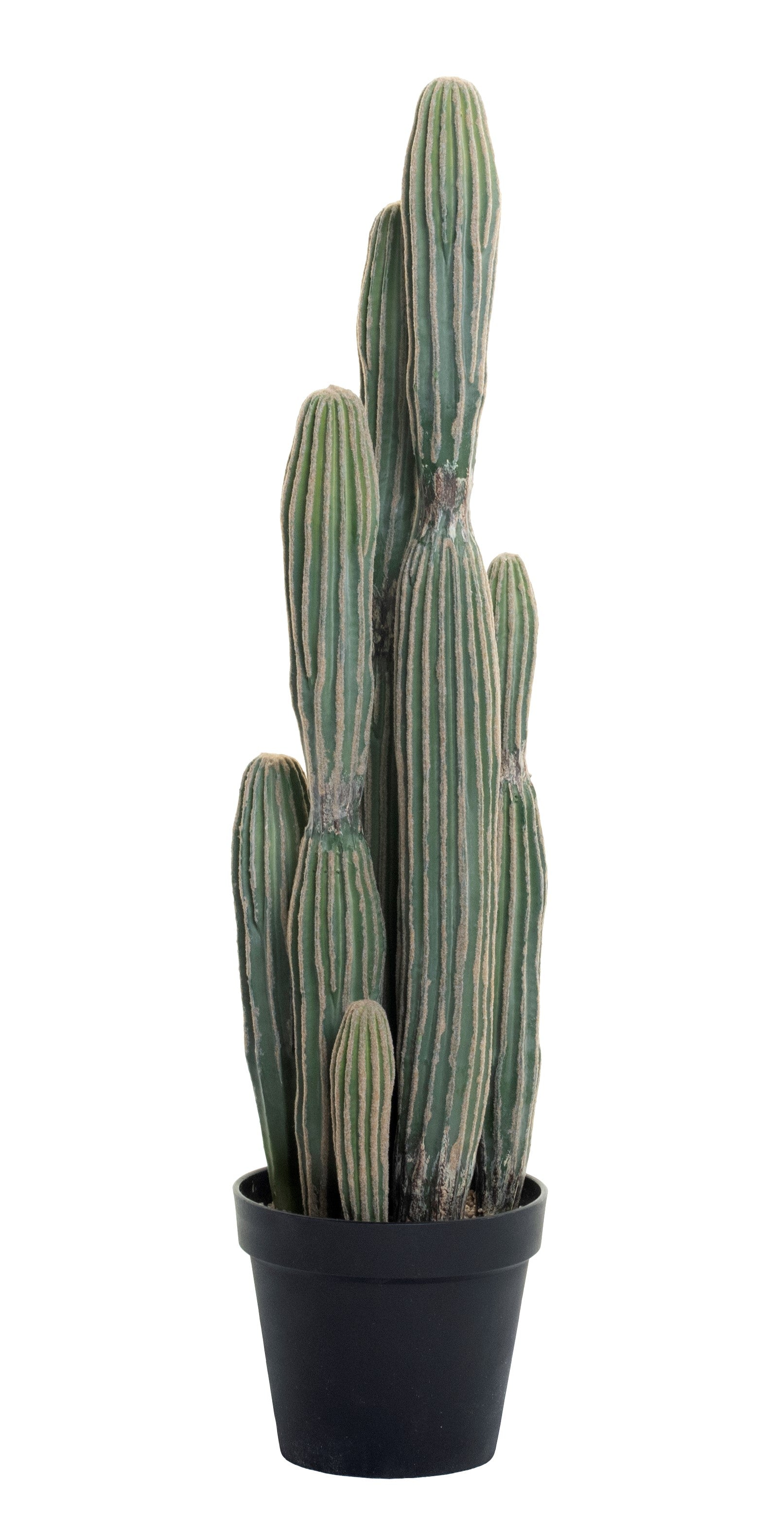 Cereus Cactus Plant-UV Treated