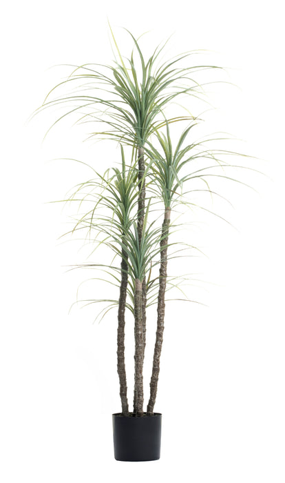 5.5' UV Treated Yucca Tree   FP1104