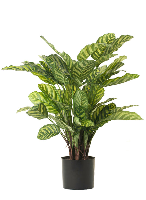 30" Chinese Evergreen FP1111