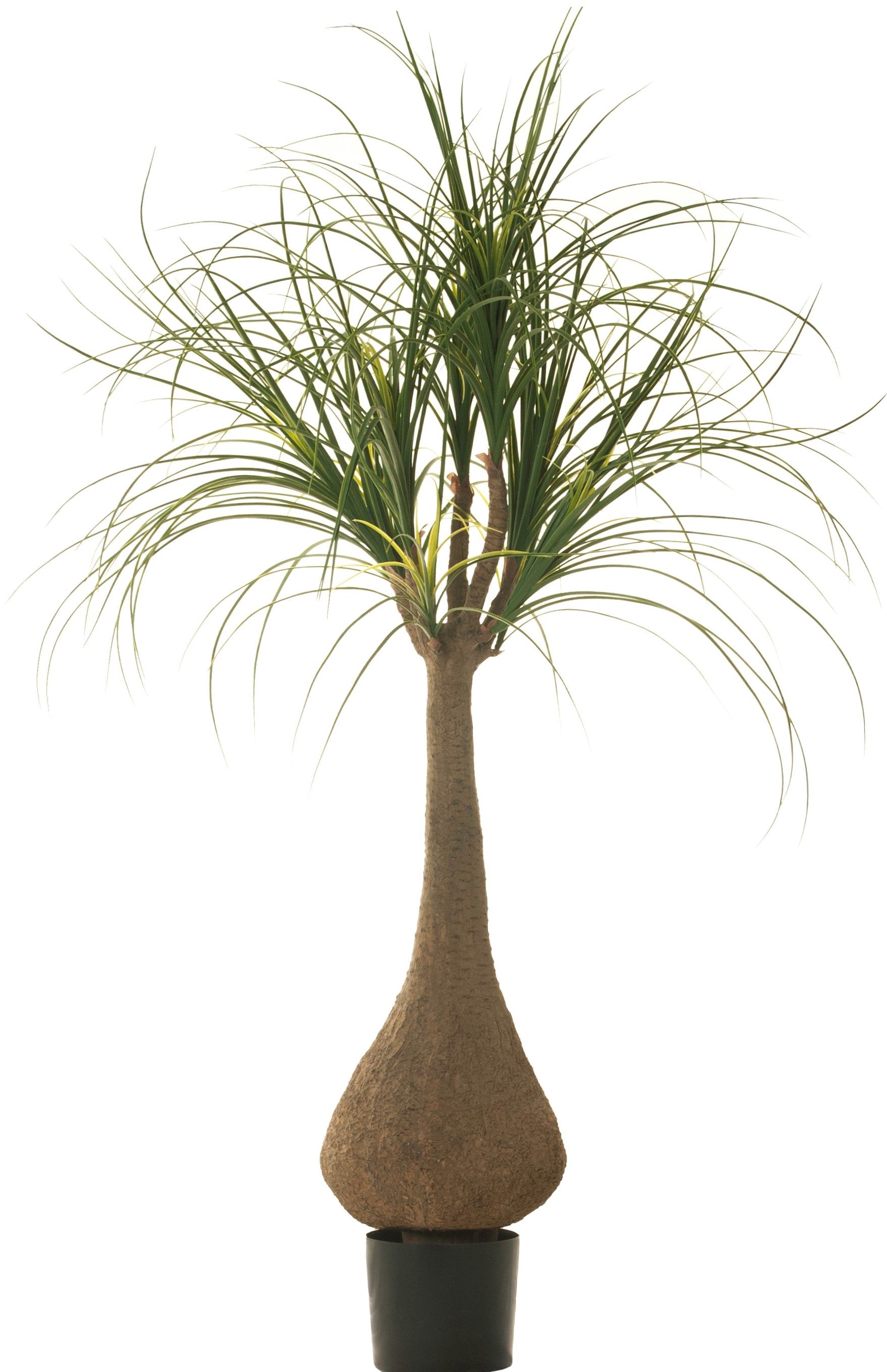 5’ Ponytail Palm Tree FP1121