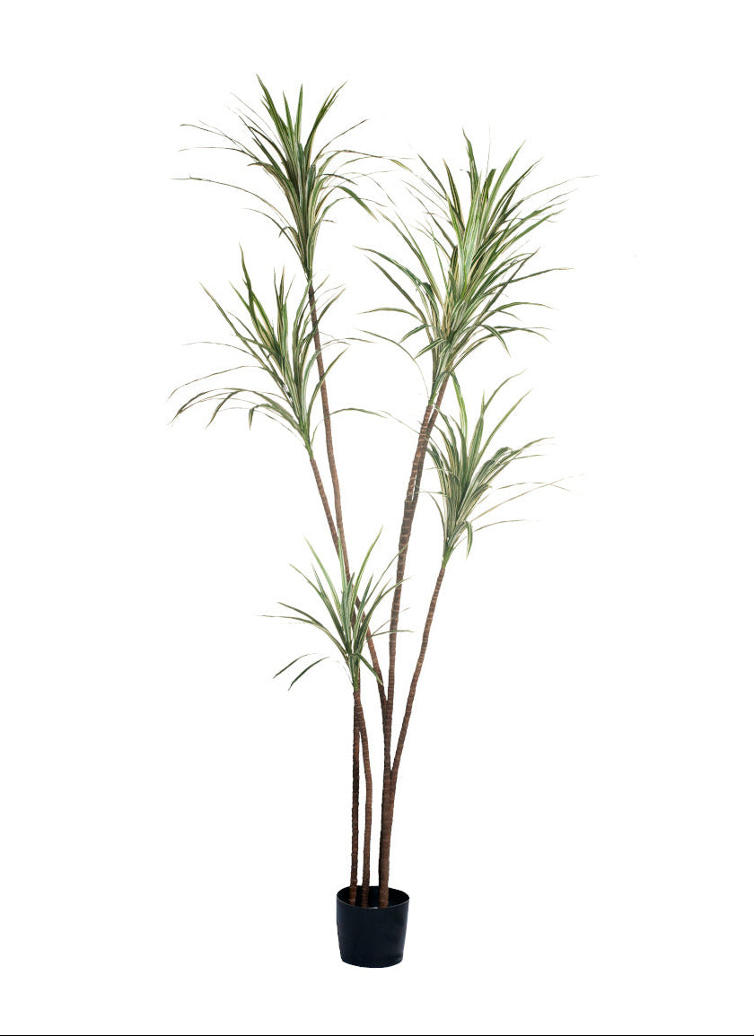 8' Dracaena Marginata with Green/Cream Variegated Leaves    FP1124